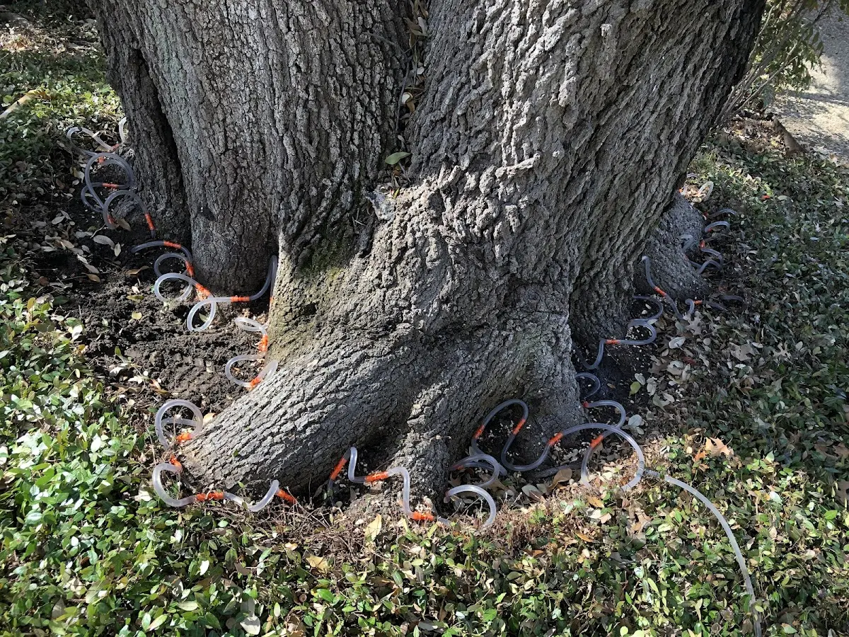 Detailed Tree Cabling and Bracing job site in Lamoure