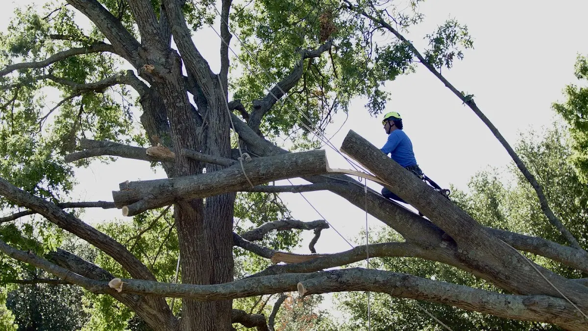 Professional Crown Thinning performed by certified arborists in Lamoure
