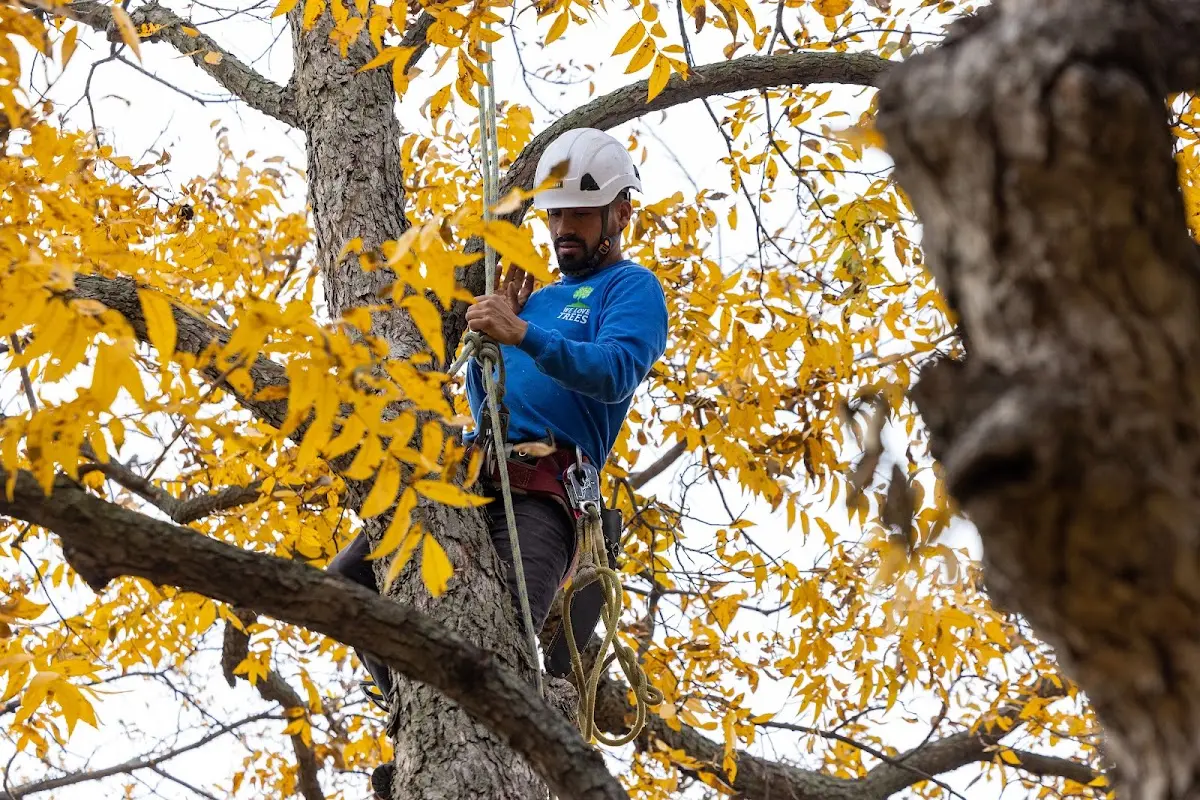 Skilled Emergency Tree Service crew working in Lamoure